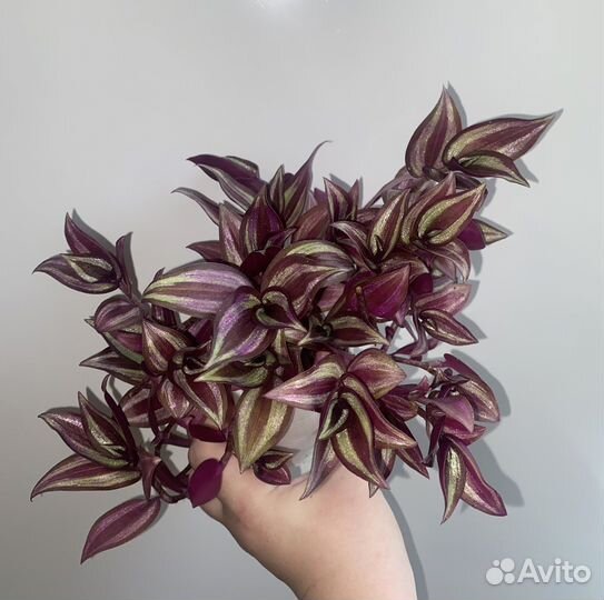 Традесканция зебрина