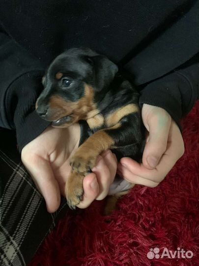 Щенки цвергпинчера