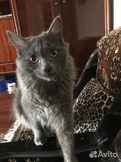 Котик в добрые руки