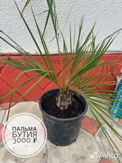 Уличные растения