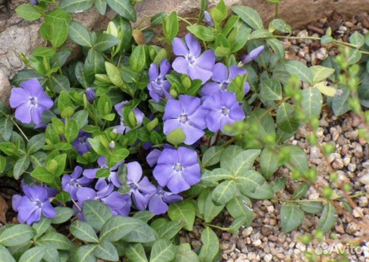 Многолетники Барвинок, Папоротник и др