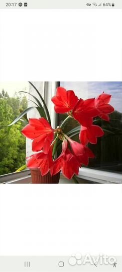 Комнатные цветы Лилия Валлота