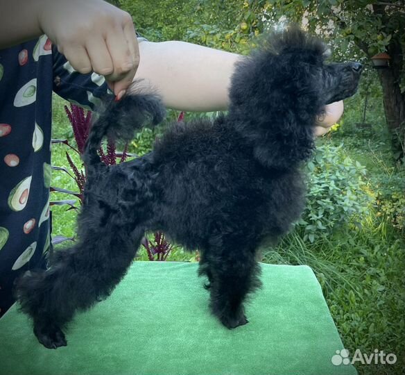 Пудель той тикап