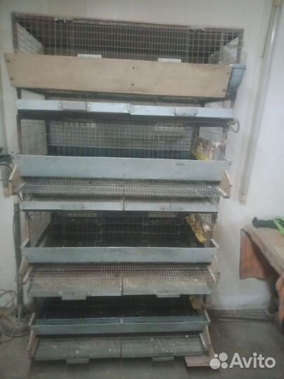 Клетки для перепелов бу