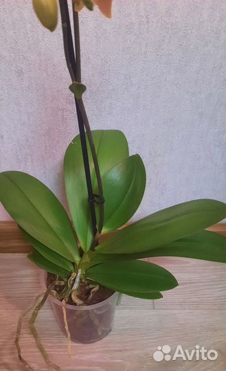 Орхидея бабочка