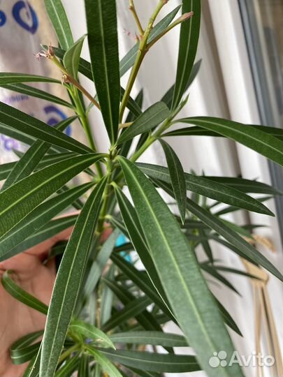 Цветок олеандр розовый