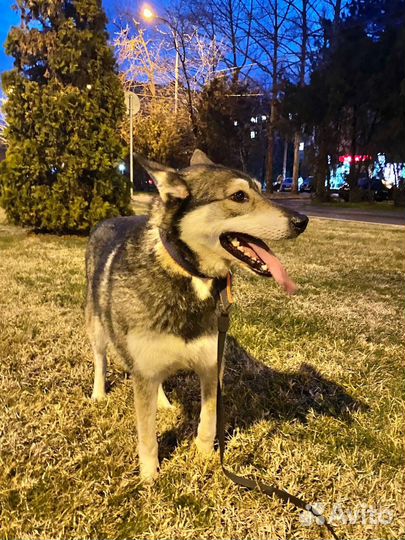 Молодой кобель в добрые руки