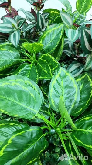 Фитокартина