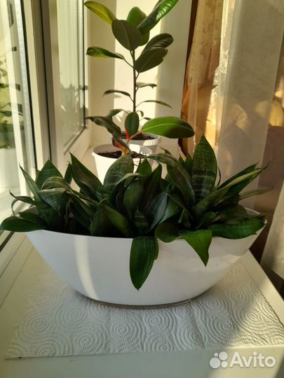 Сансевьерия ханни