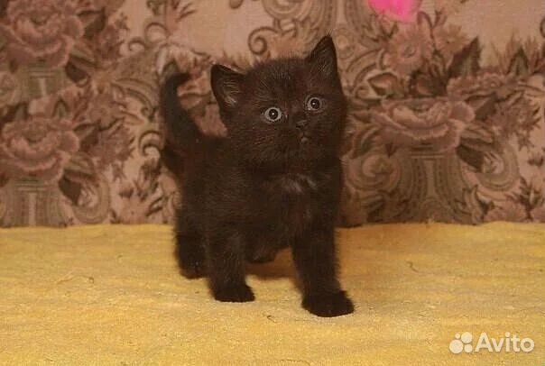 Малышка Чудо