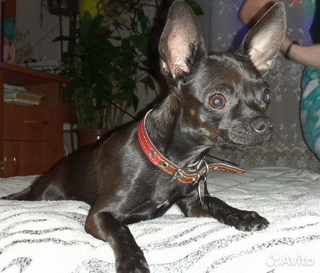 Собака той терьер вязка девочка