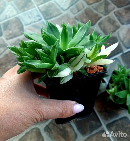 Haworthia 'Moori Nosono' вариегатная