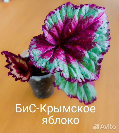 Бегонии бис, часть 2