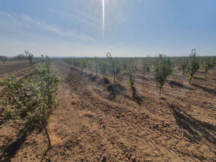 Участок 45 га (СНТ, ДНП)