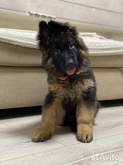 Длинношёрстные немцы