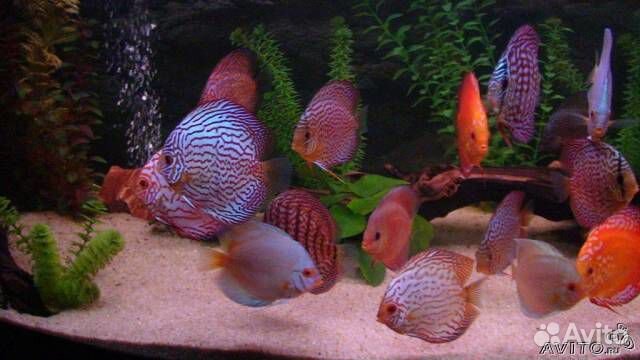 Аквариумные рыбки