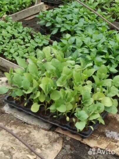 Продаётся рассада