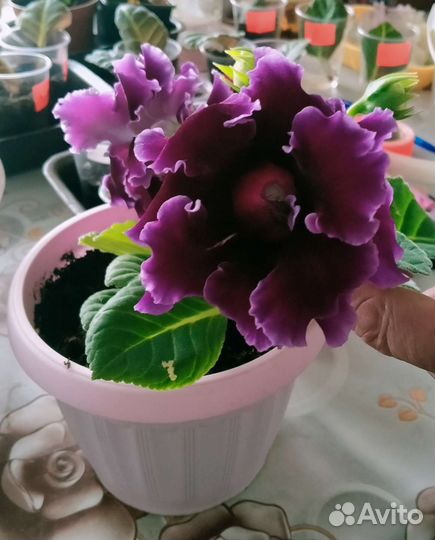 Глоксинии сортовые