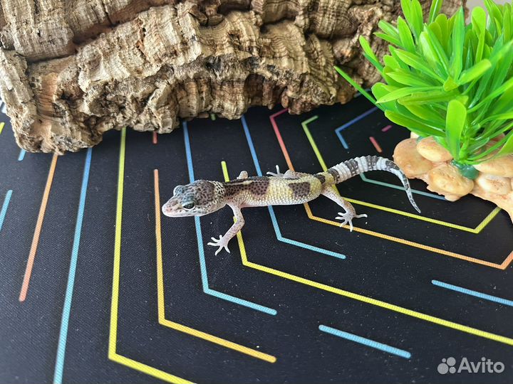 Малыши эублефары