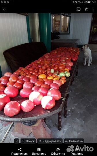 Рассада помидор