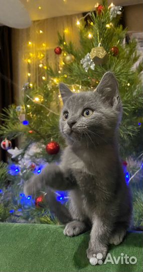 Котята - британцы