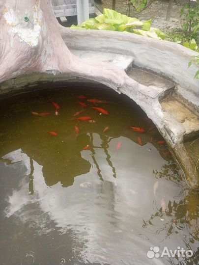 Прудовые рыбки каметы