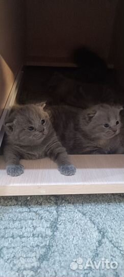 Шотландские котята