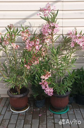 Олеандр, бугенвиллия