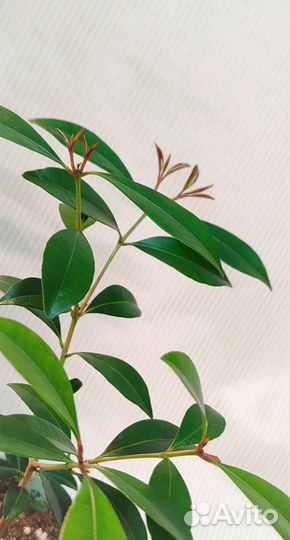 Сизигиум Миртолистный(комнатное растение)