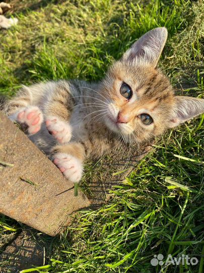 Отдаю котят в добрые руки