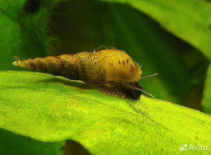 Улитки мелании