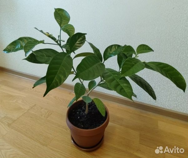 Табернемонтана взрослая с бутонами