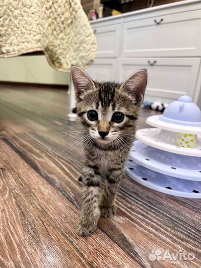 Малышка Ева (1,5 месяца) ищет дом