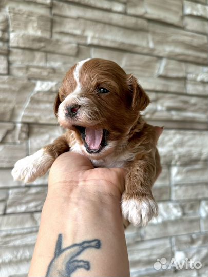 Щенки кавапу из Терра Догс