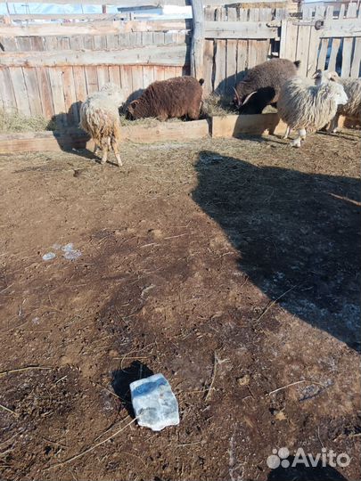 Овцы бараны ягнята