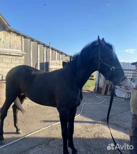 Жеребчик орловский рысак