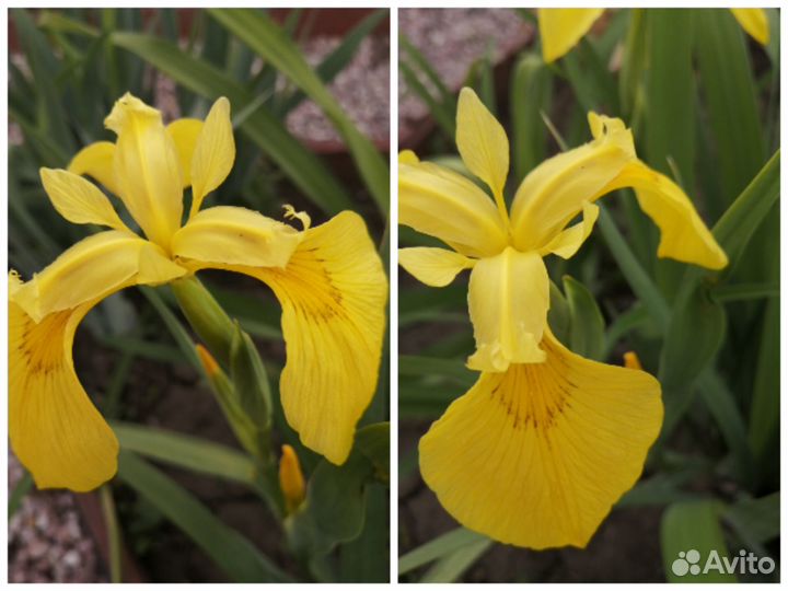 Ирисы сортовые Бородатые