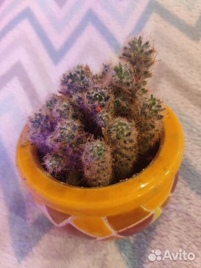 Кактусы и суккуленты