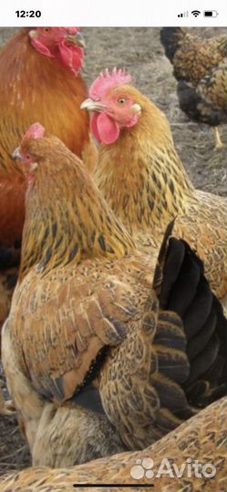 Инкубационное яйцо мясояичных кур