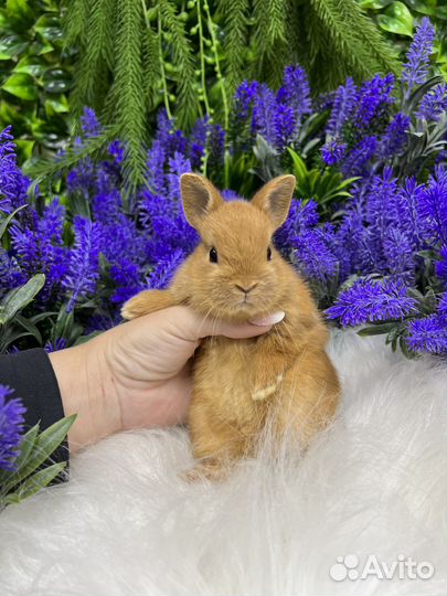 Кролик карликовый