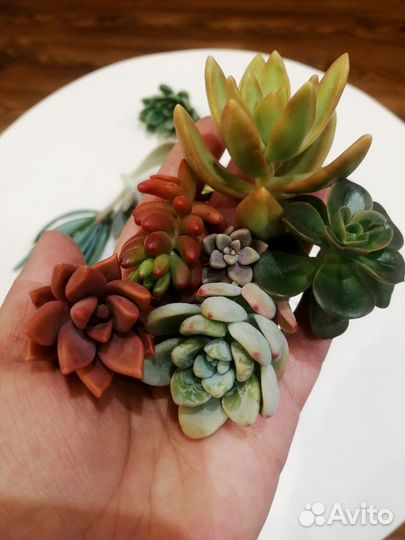 Суккуленты (черенки)