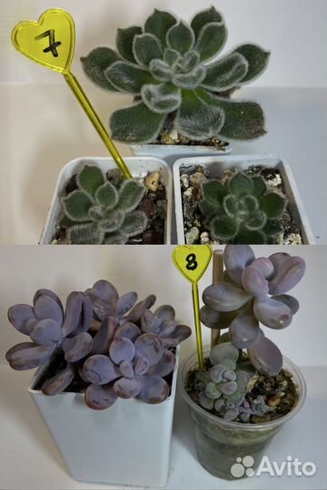 Излишки суккулентов