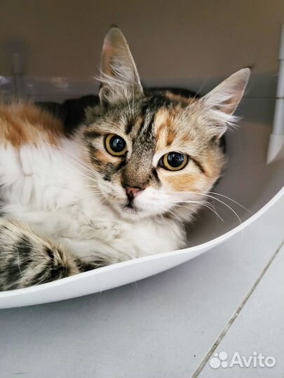 Трехцветная стерилизованная кошка ищет дом