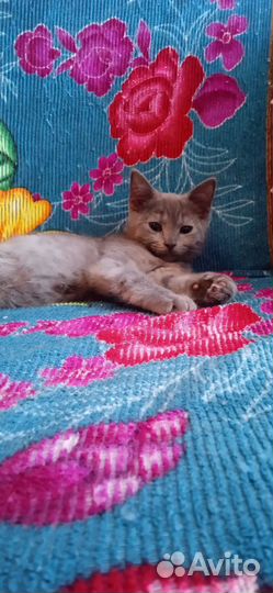 Британские котята