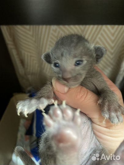 Ориентальные котята