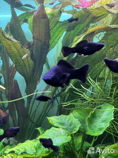 Аквариумные рыбки