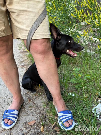 Щенок 4 месяца Адам