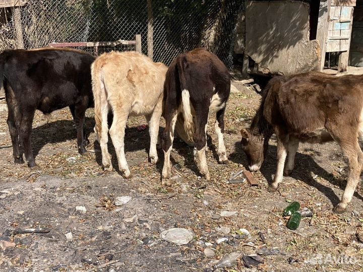 Быки и телки