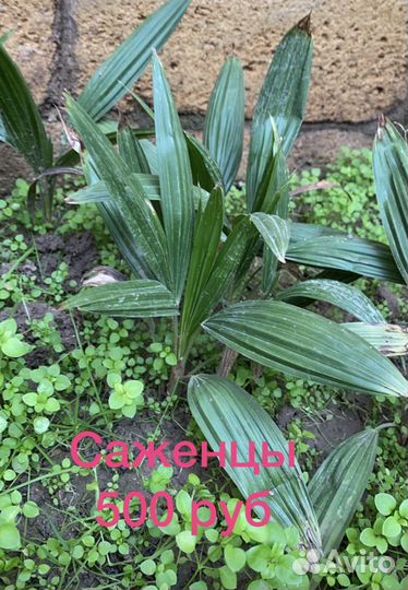 Пальмы, саженцы, семена Трахикарпус Форчуна