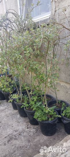 Плакучая шелковица и верба